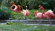 flamands rouges
