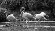 flamands rouges